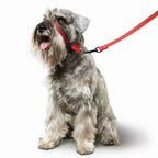 Beaphar Cabestro Gentle Leader para Perros Medium