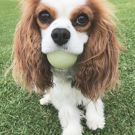 Pelota "Max Glow" Chuckit! Reflectante