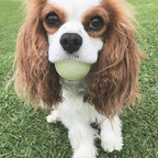 Pelota "Max Glow" Chuckit! Reflectante