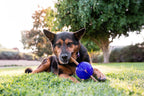 Planet Dog Pelota Guru
