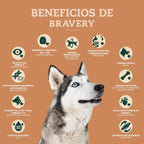 Bravery Cerdo Ibérico Razas Grandes y Medianas