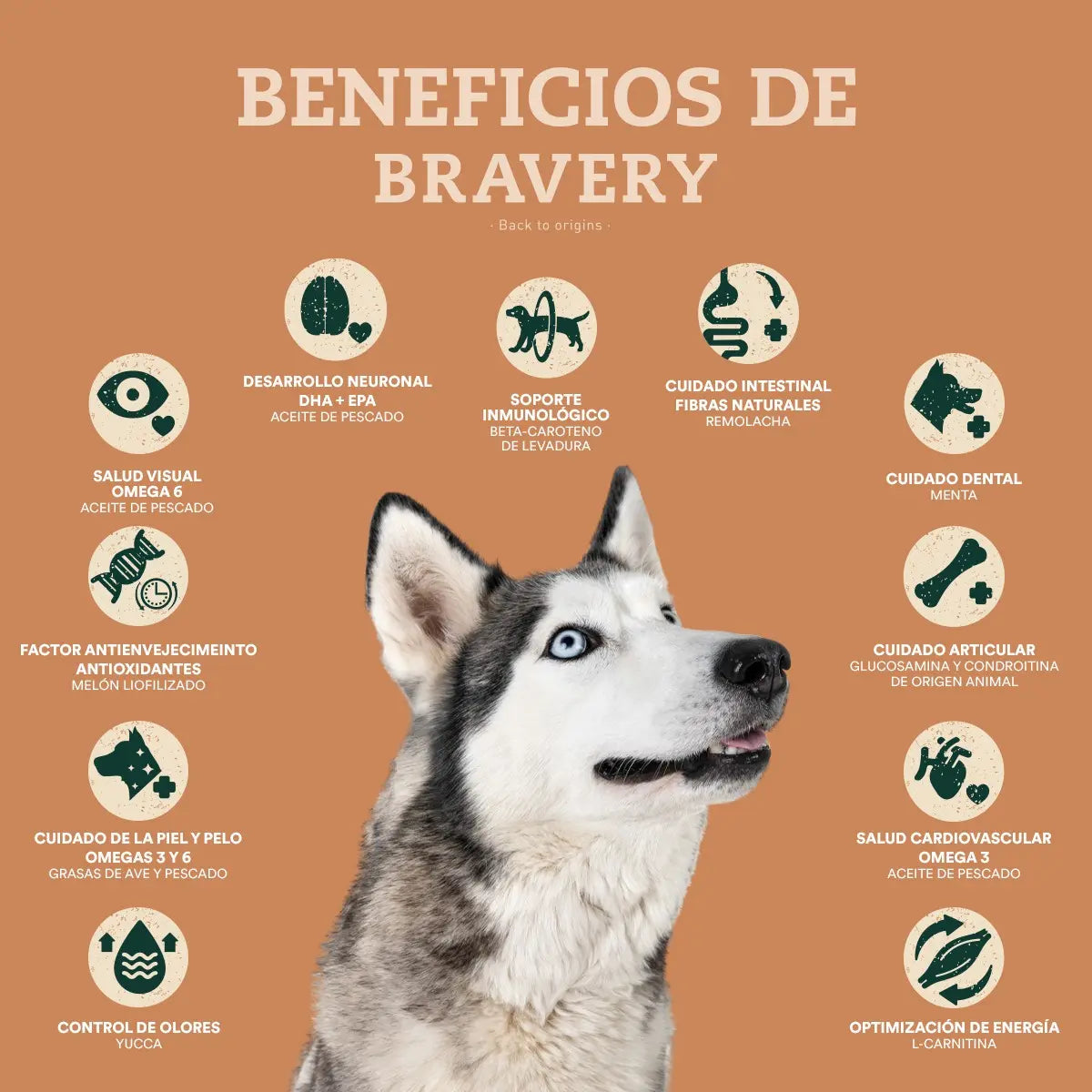 Bravery Cerdo Ibérico Razas Grandes y Medianas
