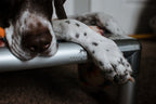 Cama Elevada K9 Tall Tails