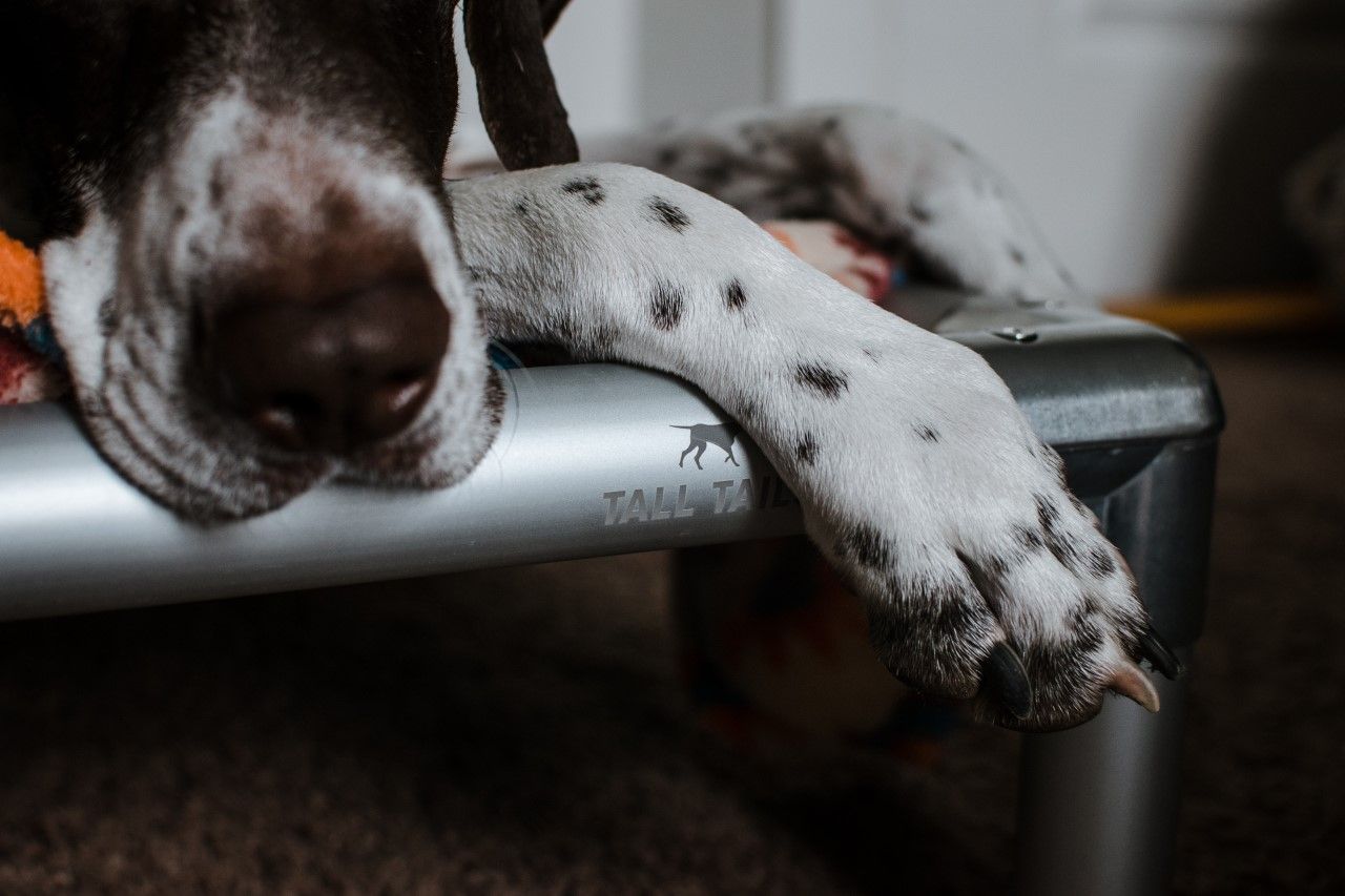 Cama Elevada K9 Tall Tails