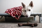 Cama Elevada K9 Tall Tails