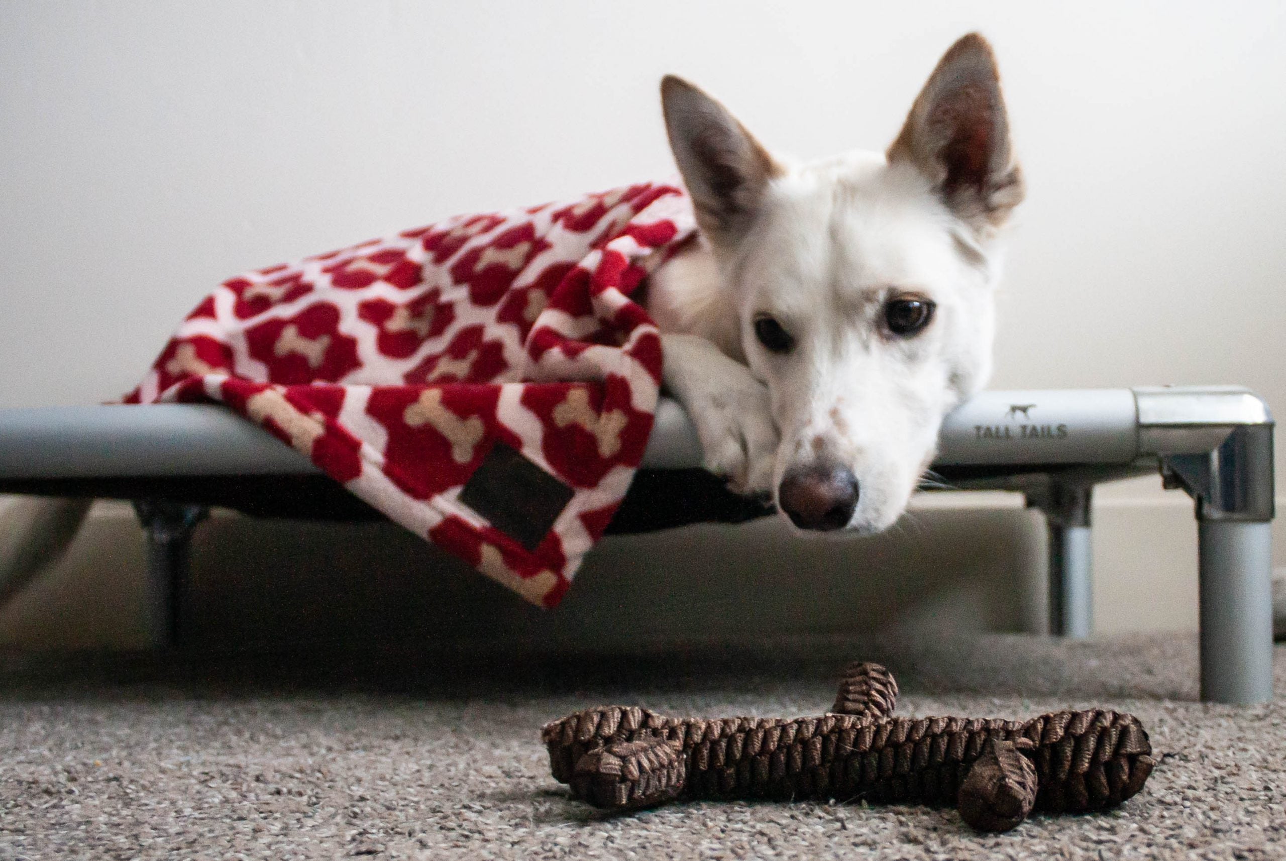 Cama Elevada K9 Tall Tails