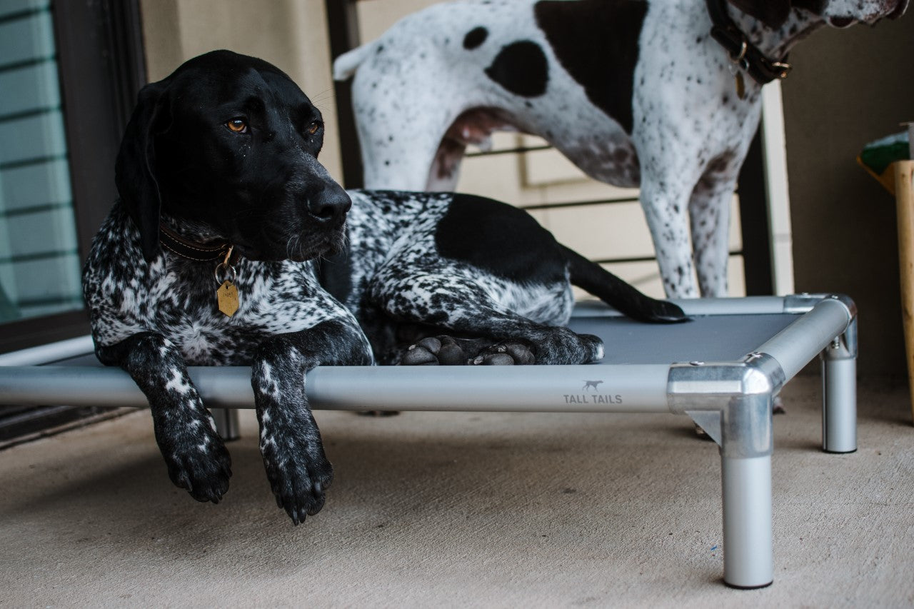 Cama Elevada K9 Tall Tails