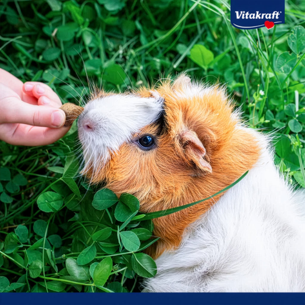 Vitakraft Snack Loftys para Pequeños Animales con bocaditos crujientes de timothy y envase ilustrado con conejo y hámster.