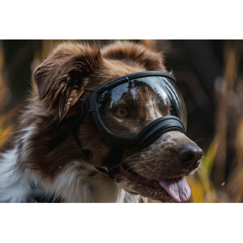 Rex Specs V2 Antiparra para Perros Black