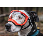 Rex Specs V2 Antiparra para Perros Ozark Orange - M