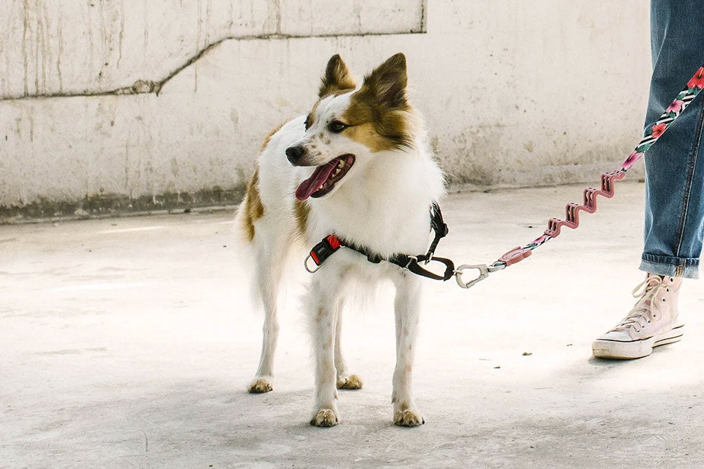 Arnés Anti Tirones "Soft-Walk" Fatboy Zee.Dog