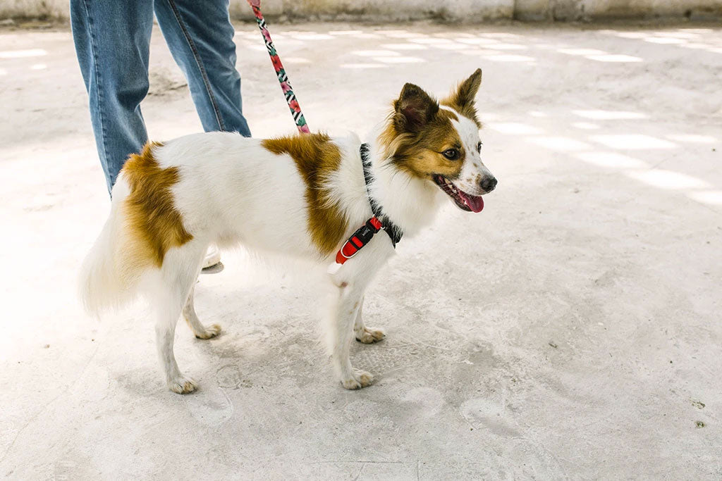 Arnés Anti Tirones "Soft-Walk" Fatboy Zee.Dog