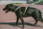 Arnés H para Perros "Phantom" Zee.Dog  