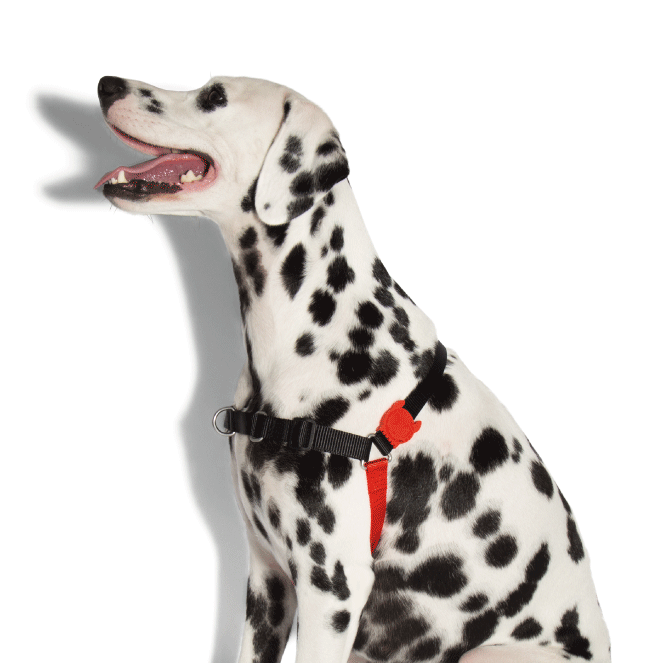 Arnés Anti Tirones "Soft-Walk" Fatboy Zee.Dog
