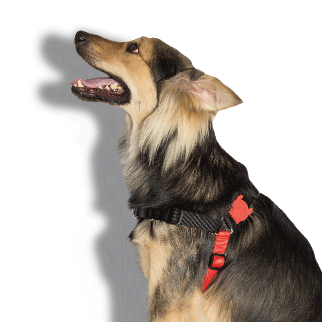 Arnés Anti Tirones "Soft-Walk" Fatboy Zee.Dog
