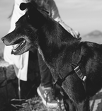 Arnés H para Perros "Gotham" Zee.Dog 