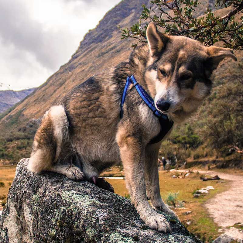 Coastal K9 Explorer Arnés Acolchado para Perros