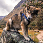 Coastal K9 Explorer Arnés Acolchado para Perros