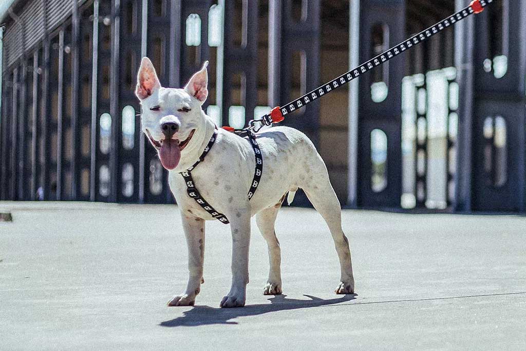 Arnés H para Perros "Skull" Zee.Dog 