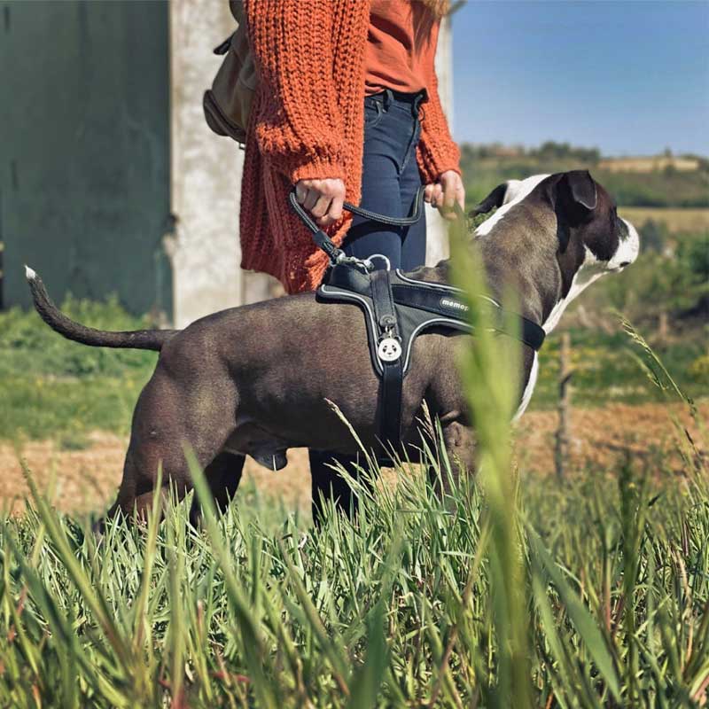 My Family Arnés NFC Memopet para Perros Negro - L