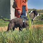 My Family Arnés NFC Memopet para Perros Negro - L