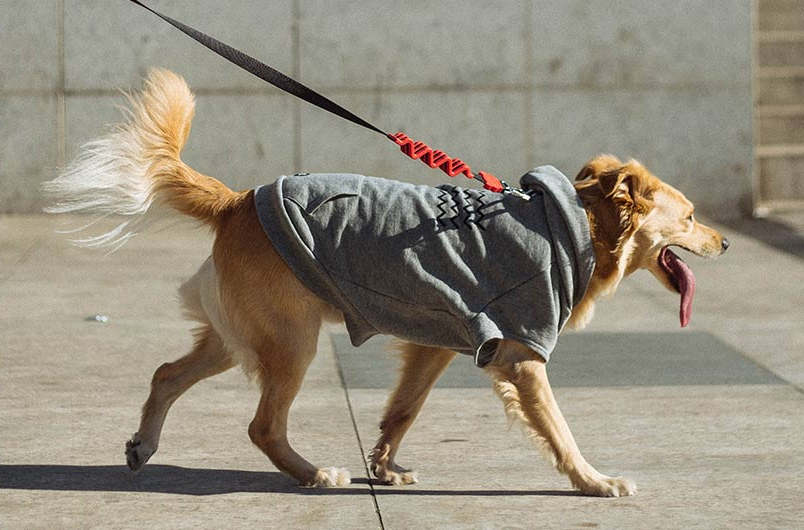 Correa Anti Tirones Ruff "Fatboy" Zee.Dog 