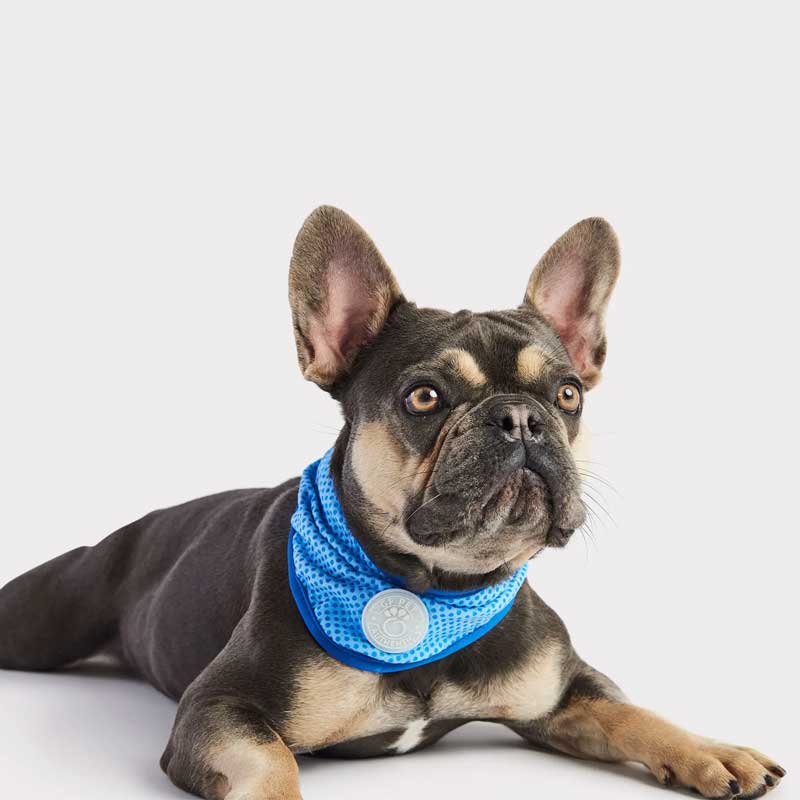 Bandana Refrescante GF Pet - L/XL