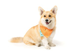 Bandana para Mascotas "Tucson" Fuzzyard 