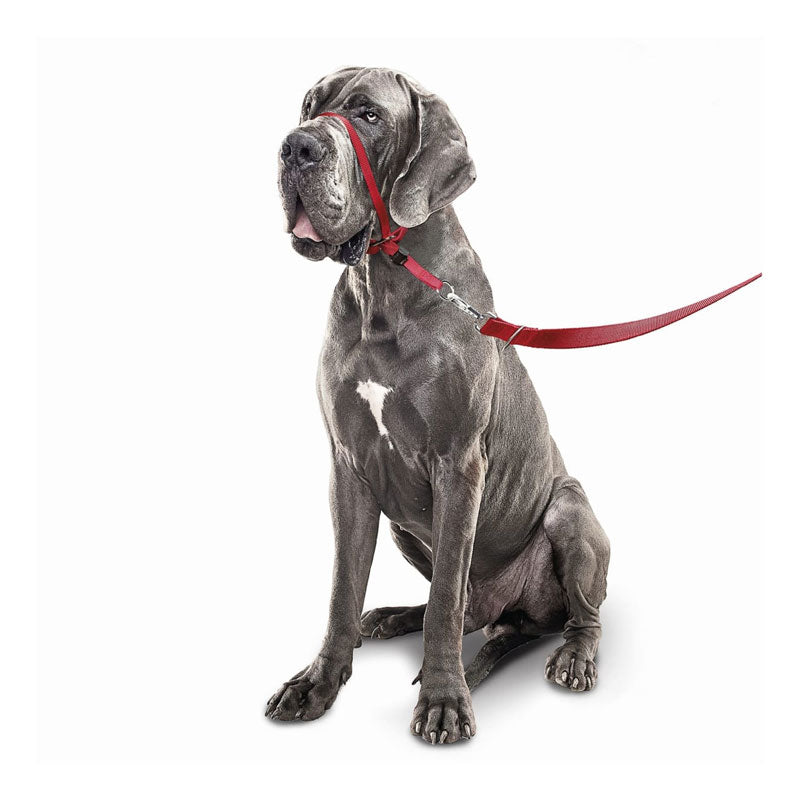 Beaphar Cabestro Gentle Leader para Perros Medium