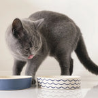 Plato Beco Bowl de Bambú para Gatos