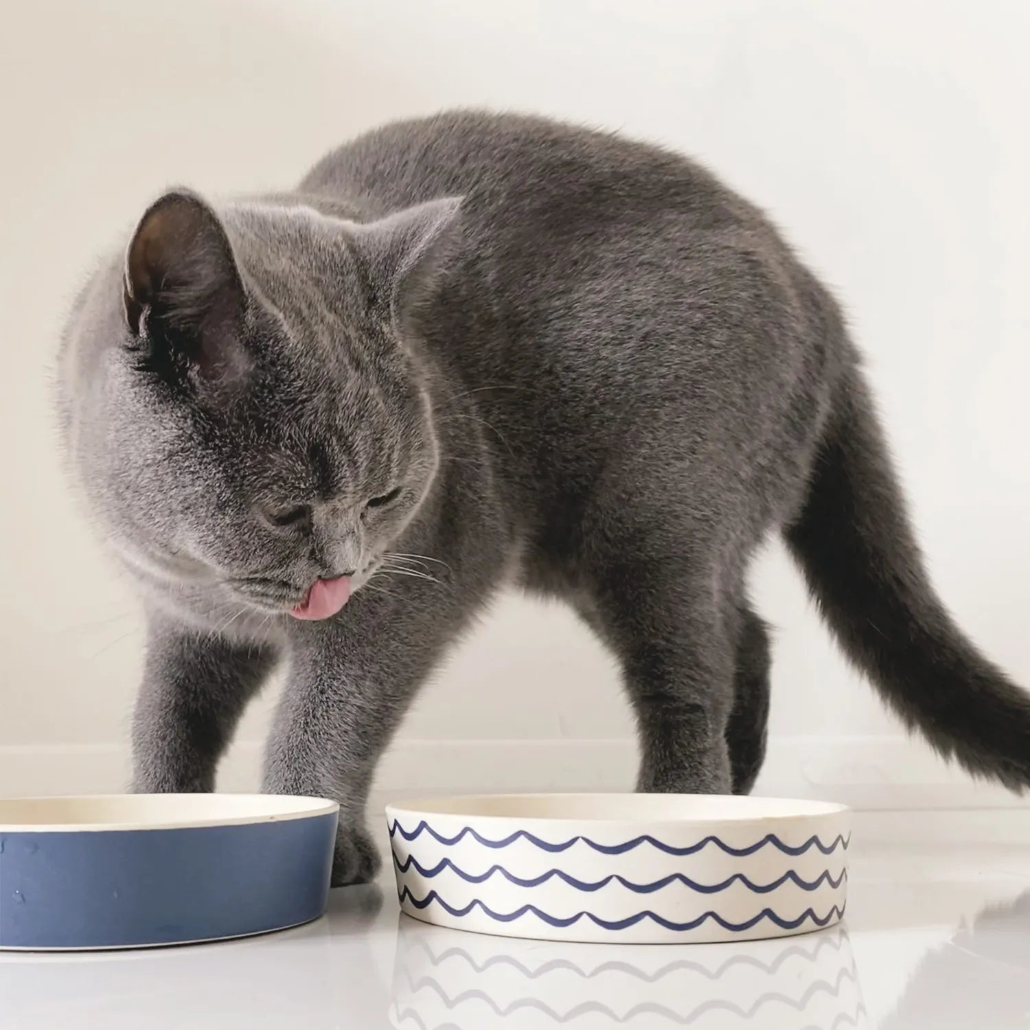 Plato Beco Bowl de Bambú para Gatos