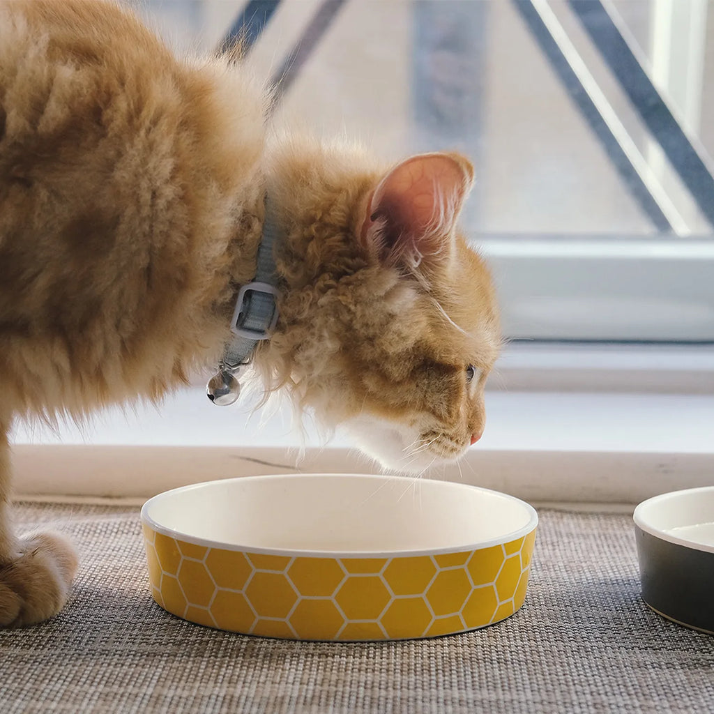 Plato Beco Bowl de Bambú para Gatos