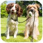 Dispensador "Beco Pocket" de Bamboo 