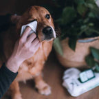 Toallitas húmedas Compostables Beco - Sin Olor