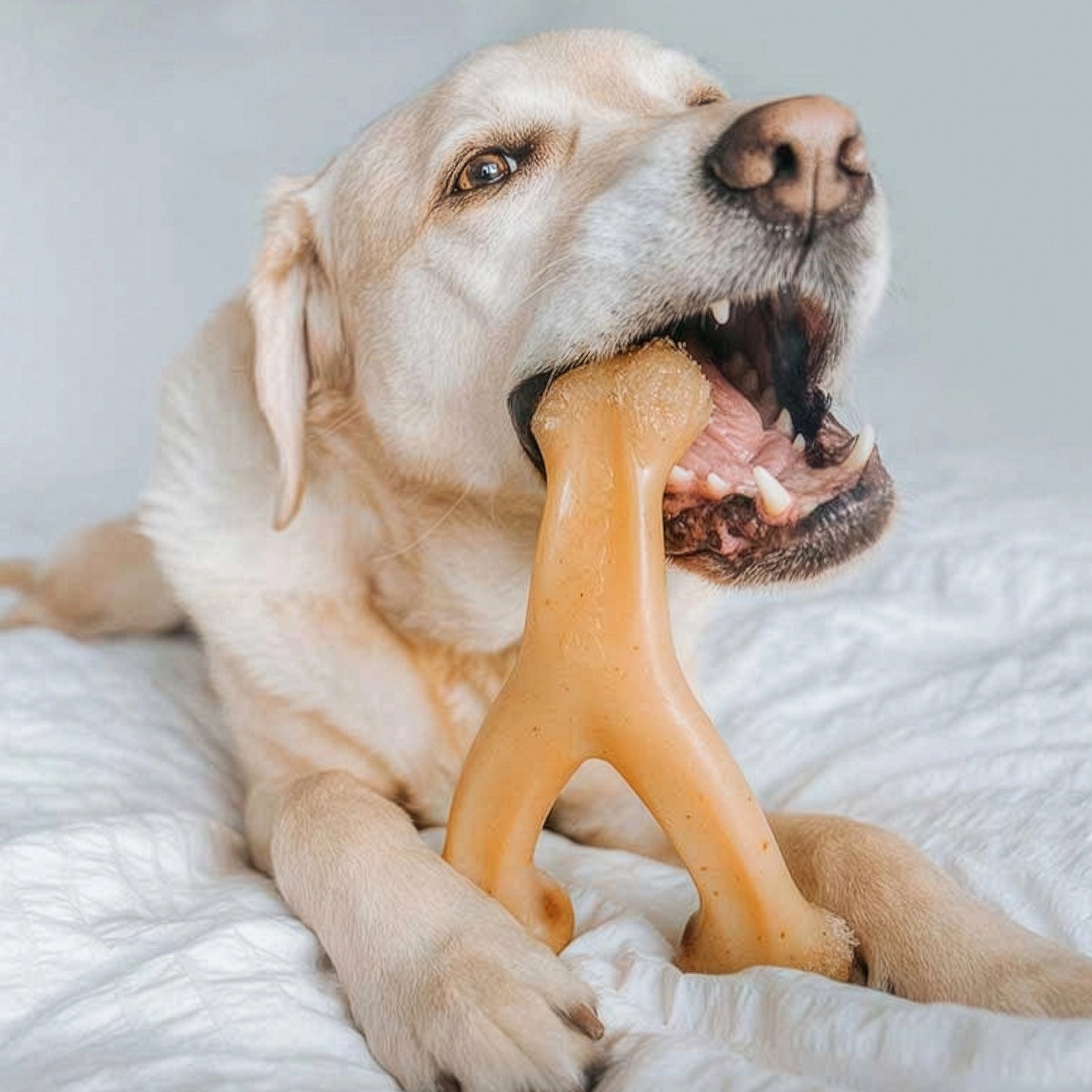 Benebone Wishbone Pollo con forma de hueso en Y, juguete masticable con sabor a pollo para perros, presentado en su empaque original.