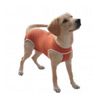 Body de Cobre Post Operatorio Tradicional en perro pequeño de pelaje negro con diseño ajustado color cobre.