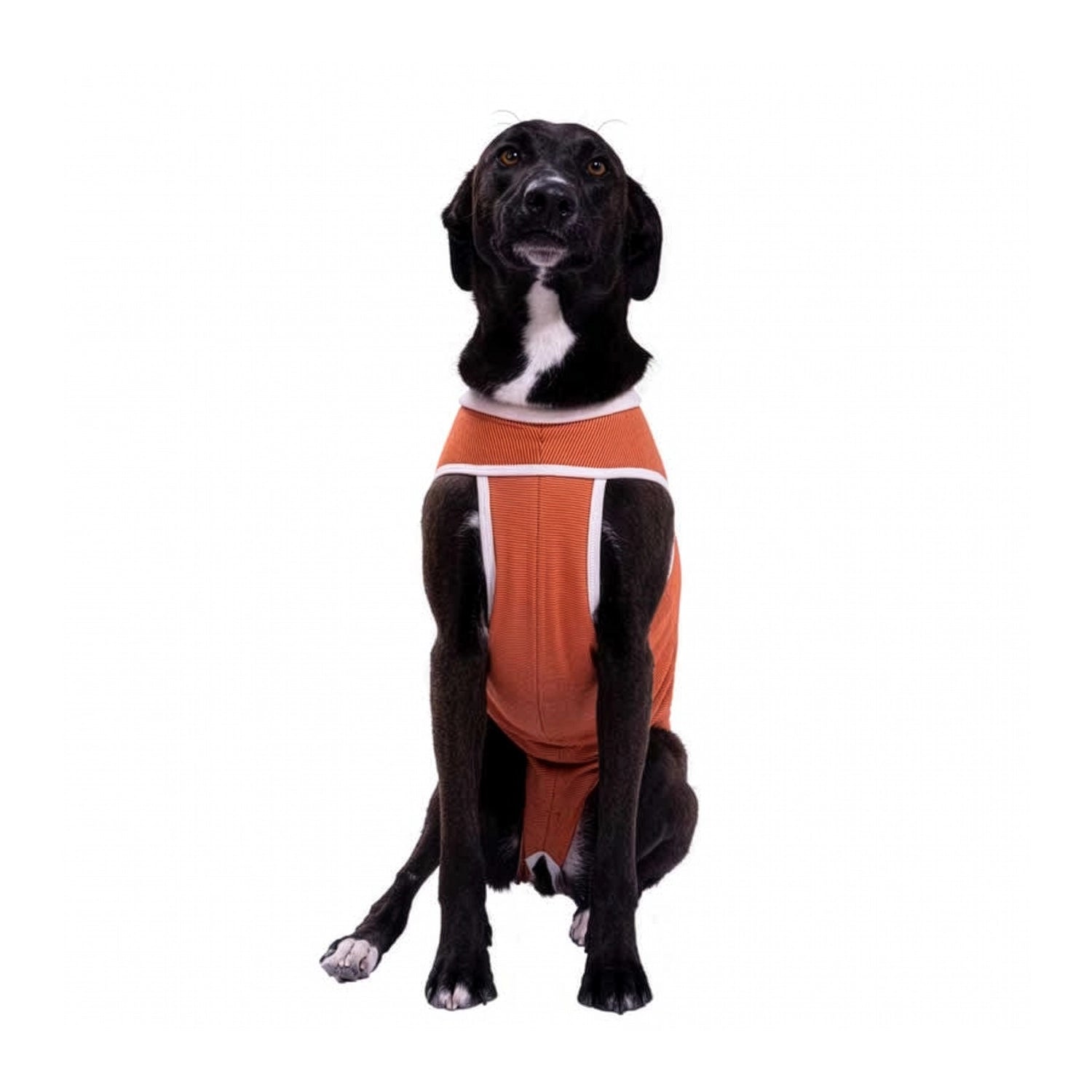 Body de Cobre Post Operatorio Tradicional en perro pequeño de pelaje negro con diseño ajustado color cobre.