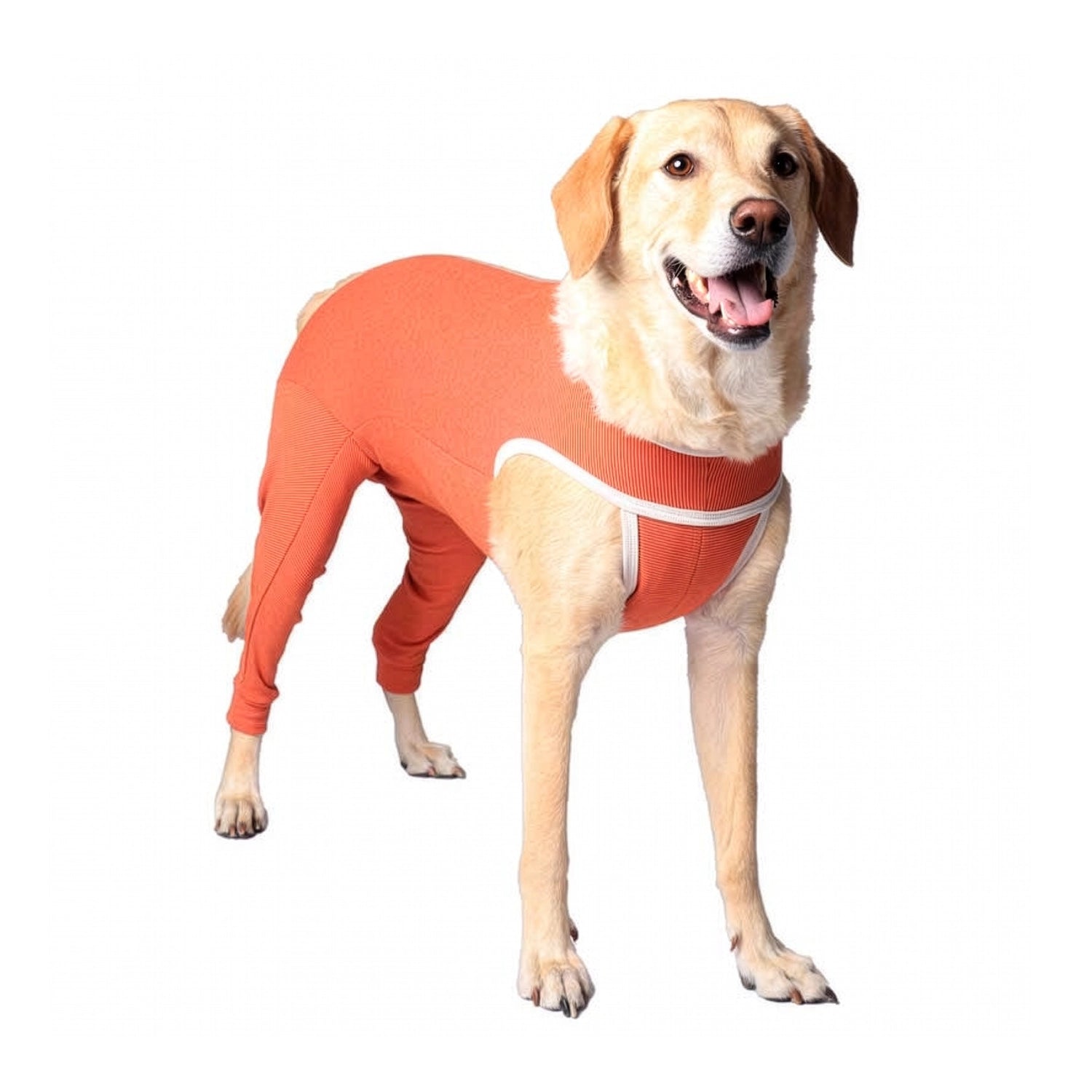 Body de Cobre Miembros Posteriores en perro color beige con prenda ajustada para protección y comodidad veterinaria.
