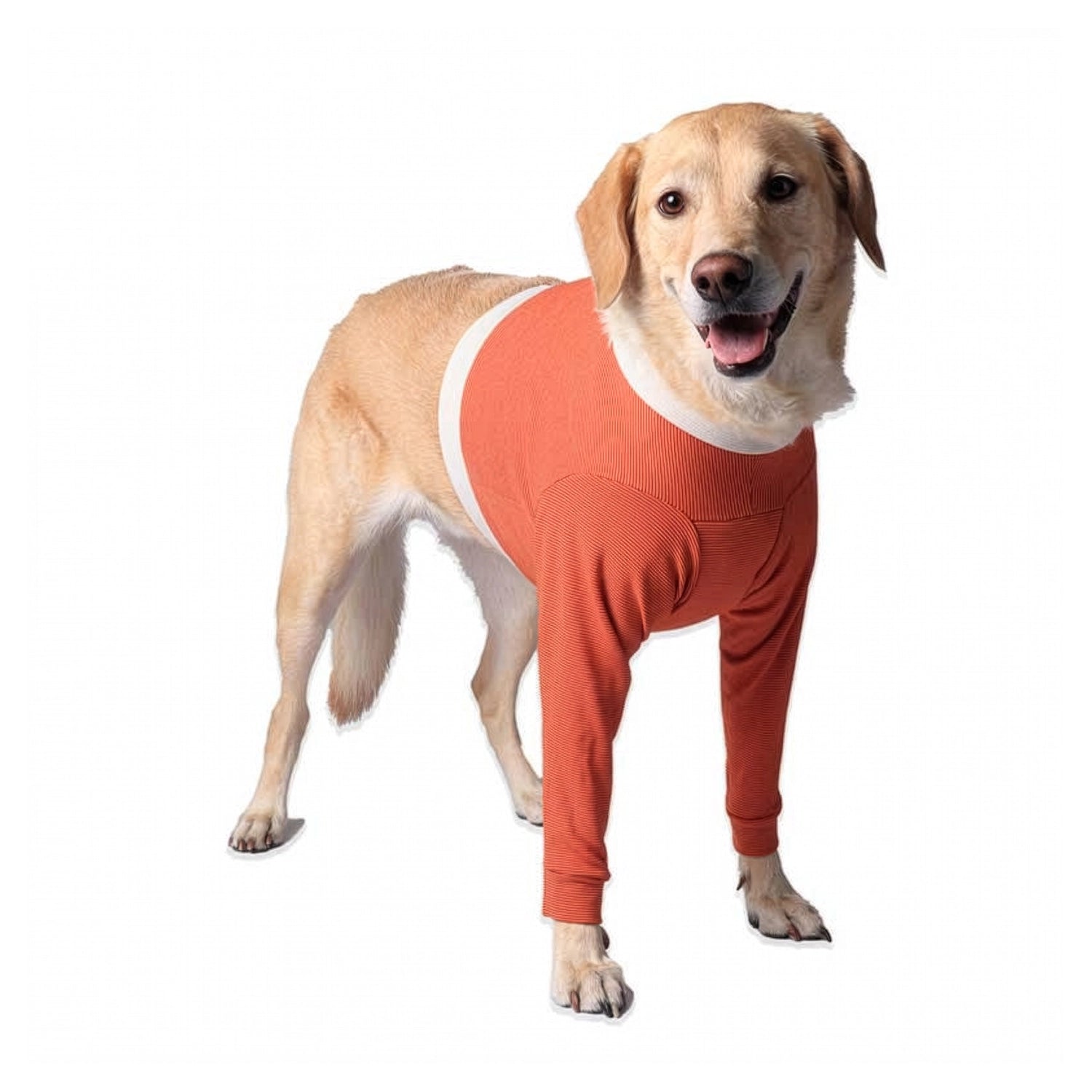 Perro con Polerón Cobre Miembros Anteriores ajustado, diseñado para protección y comodidad postoperatoria.