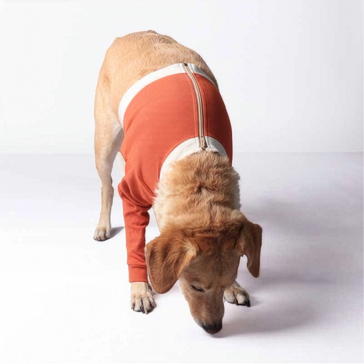 Perro con Polerón Cobre Miembros Anteriores ajustado, diseñado para protección y comodidad postoperatoria.