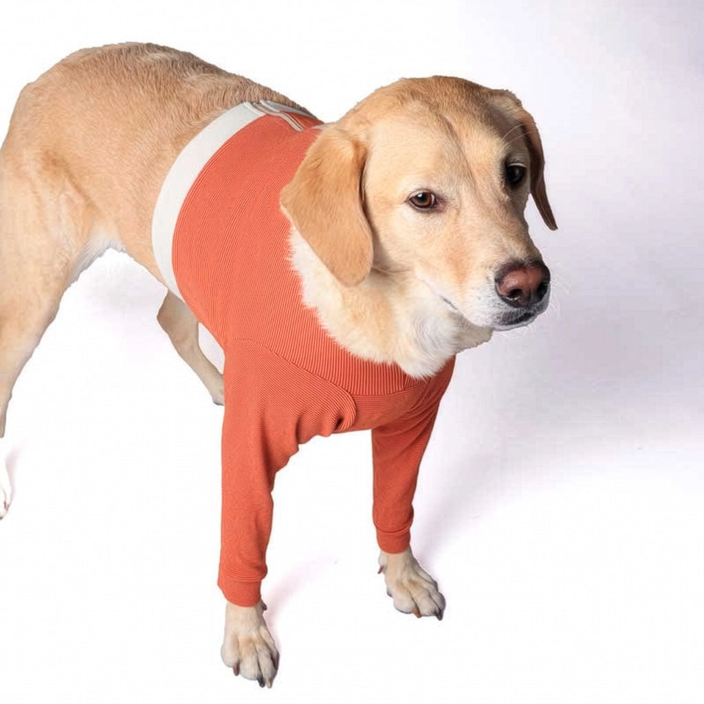 Perro con Polerón Cobre Miembros Anteriores ajustado, diseñado para protección y comodidad postoperatoria.