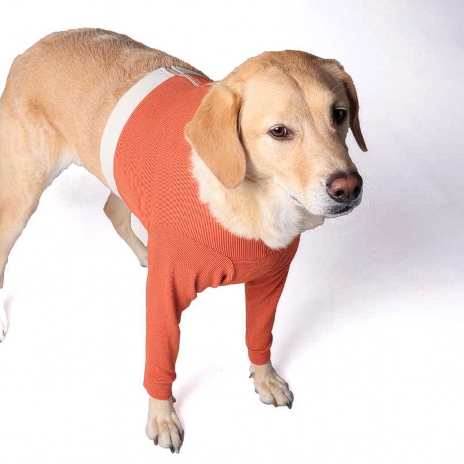 Perro con Polerón Cobre Miembros Anteriores ajustado, diseñado para protección y comodidad postoperatoria.