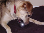 Planet Dog Pelota Diamond Plate - L / Gris