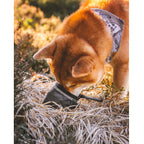 Bolso para Premios Tall Tails