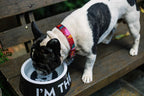 Bowl "I'm The Boss" Zee.Dog Negro
