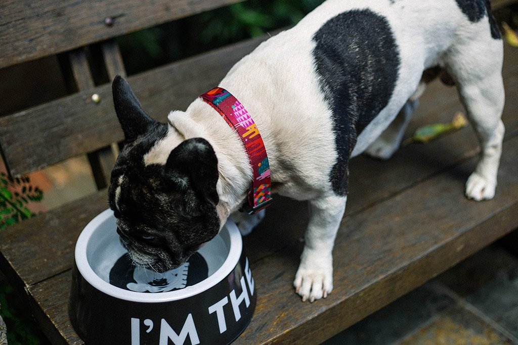 Bowl "I'm The Boss" Zee.Dog Negro