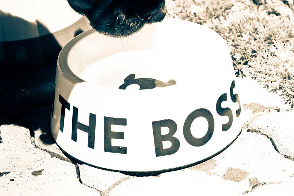 Bowl "I'm The Boss" Zee.Dog Blanco