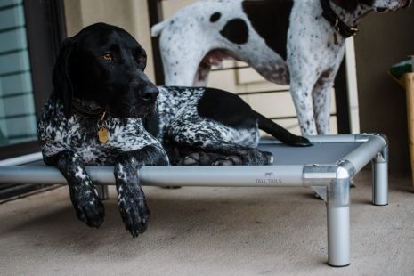 Cama Elevada K9 Tall Tails - XXL