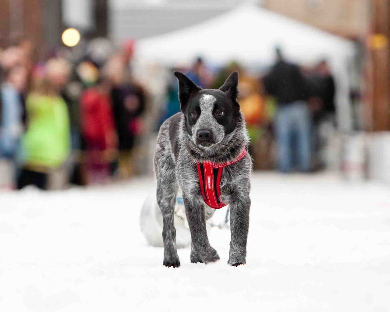 Arnés Chest Plate EzyDog - Negro / Extra Small