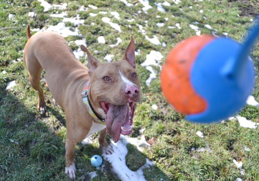Lanzador de Pelotas "Chuckit! Sport" 